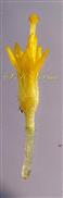   Disc Floret